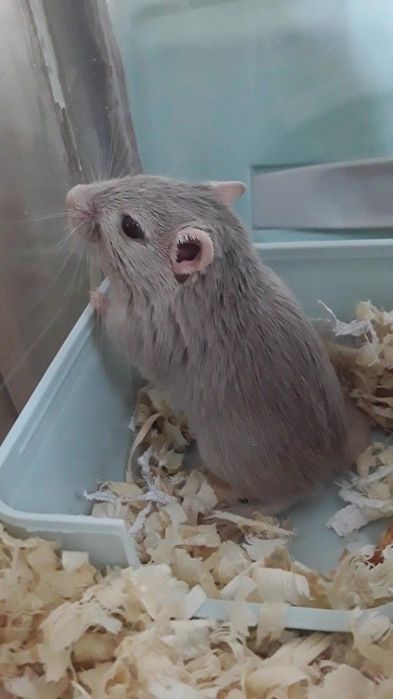 Декоративні мишенята Мышка Мышь піщанка