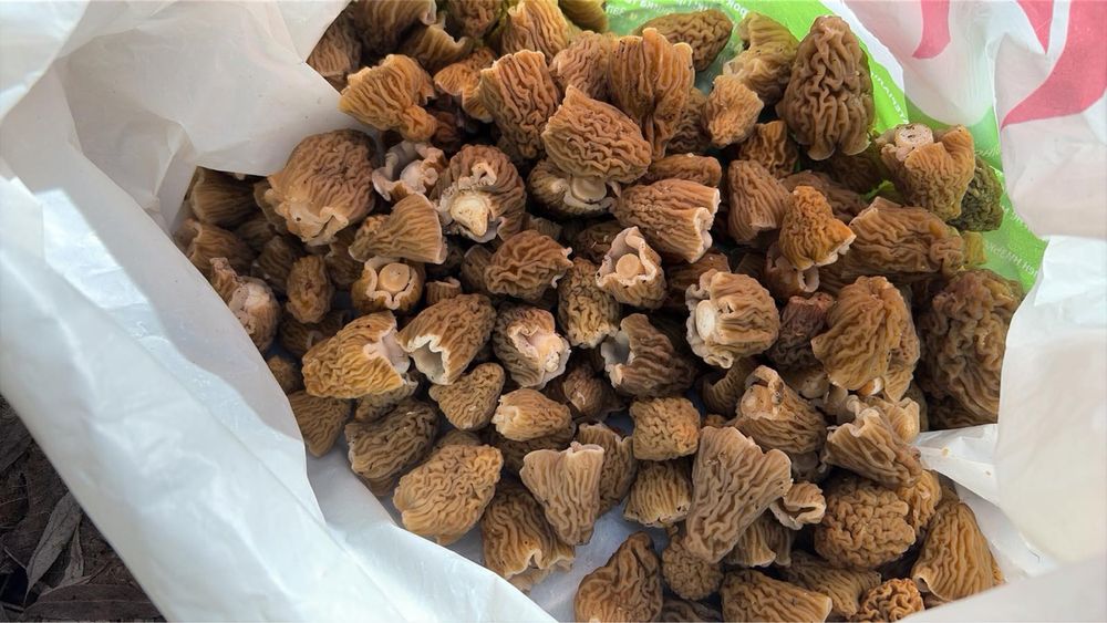 Свіжі гриби сморчки