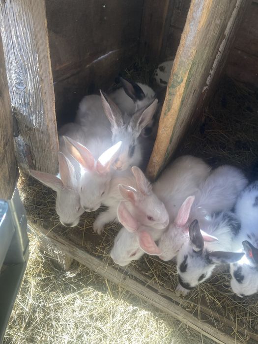 Кроленята в продажу