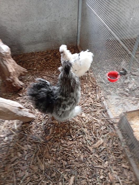 Vendo Trio de sedosas