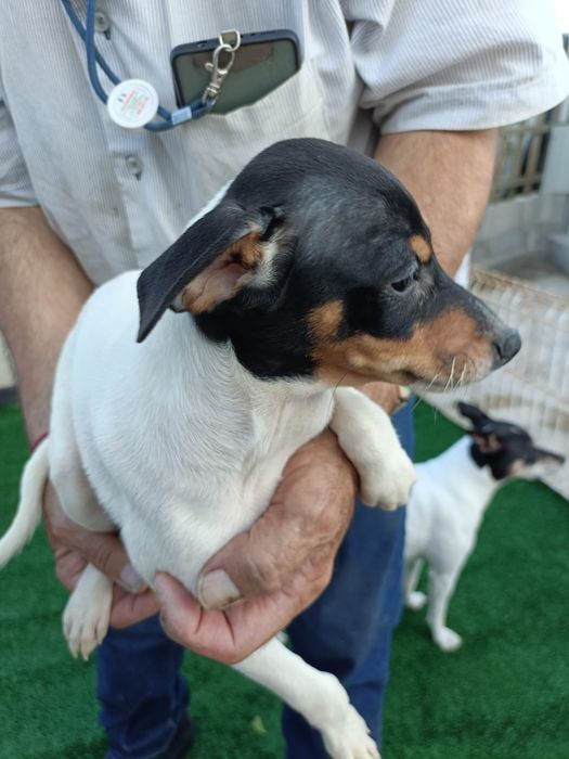 Ratonero Bodeguero Andaluz puro