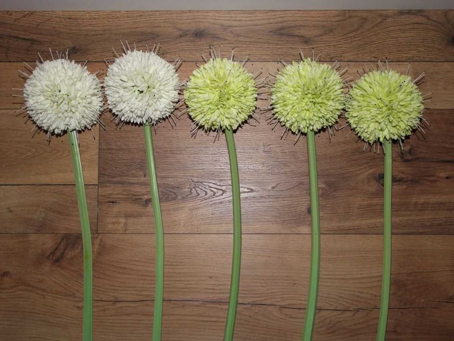 Przepiękne kwiaty sztuczne-czosnki-dł. 70 cm-5 szt.