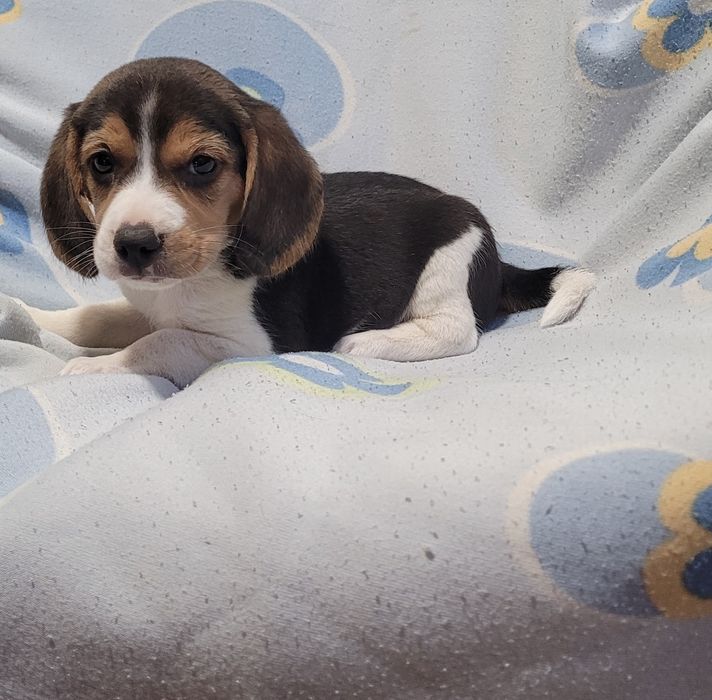 Beagle tricolor femea
