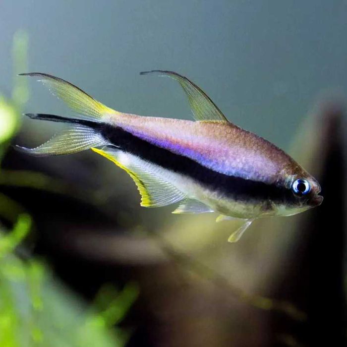 GB Tetra Cesarska, Błyszczyk Cesarski - dowóz ryb!