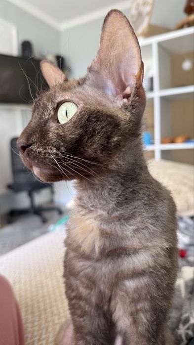 Девонрекс дівчинка шукає хлопця для вязки