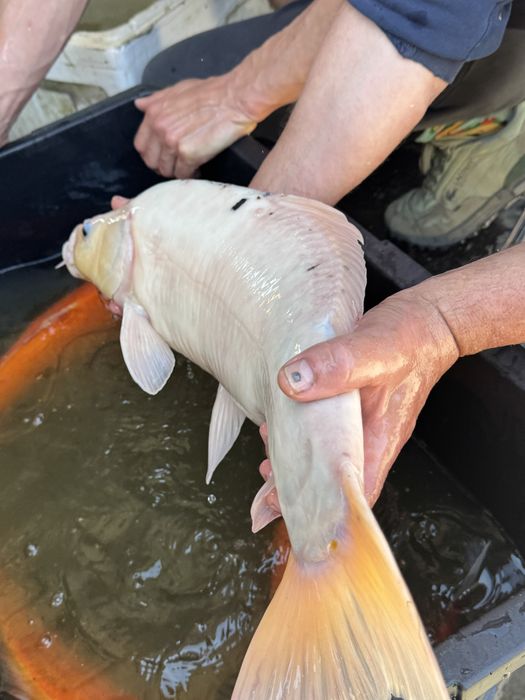 Karp Koi, gigantyczne egzemplarze - hodowla