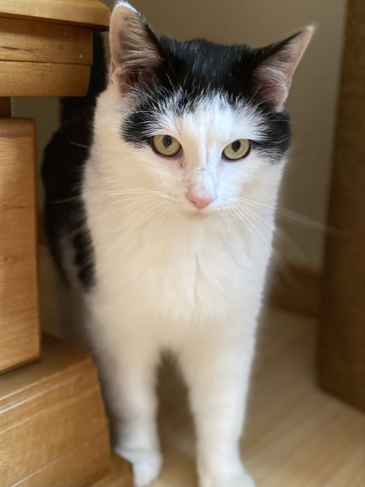 Віддамо котика в хороші руки