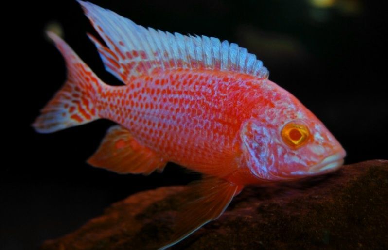 Aulonocara red dragon albino. Pyszczaki z Malawi