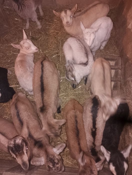 Продам Вівці, Овечки, Кози, Козенята