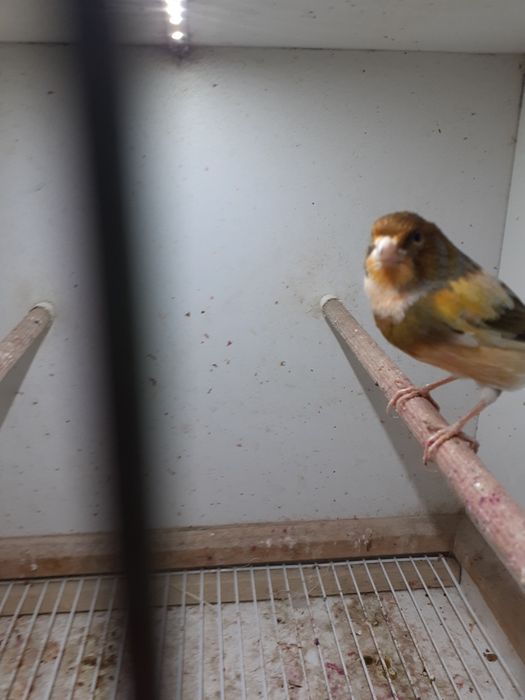 Kanarek samiec sprzedam