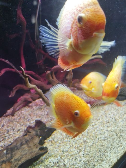 Pirlęgnice Severum
