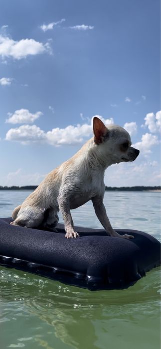 Чихуахуа мини ищет невесту, 1,5 кг