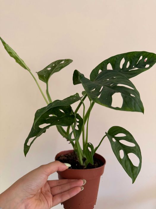 Planta Monstera Adansonii