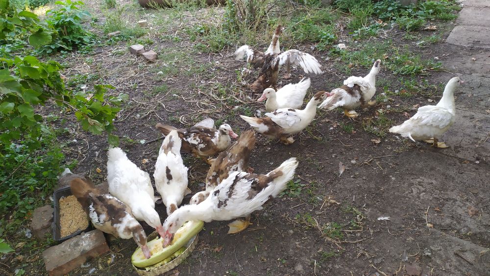 Молодняк индоуток (шипуны) 2025