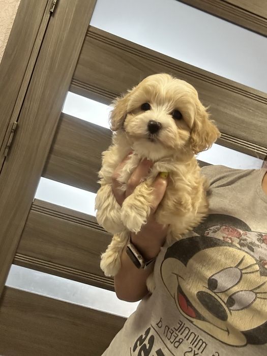 Карамельный мальтипу мальчик