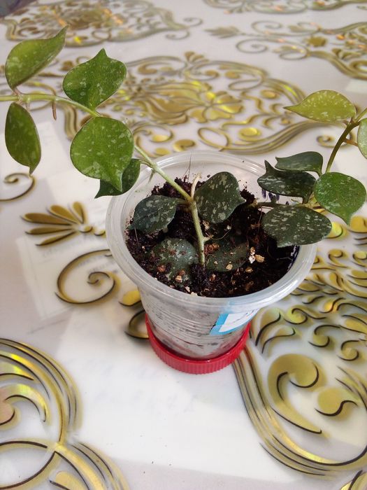 Комнатные домашние растения все в активном росте