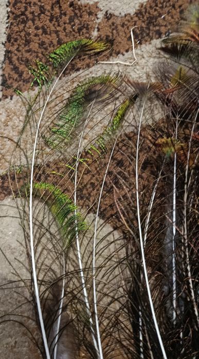 Pawie pióra naturalne