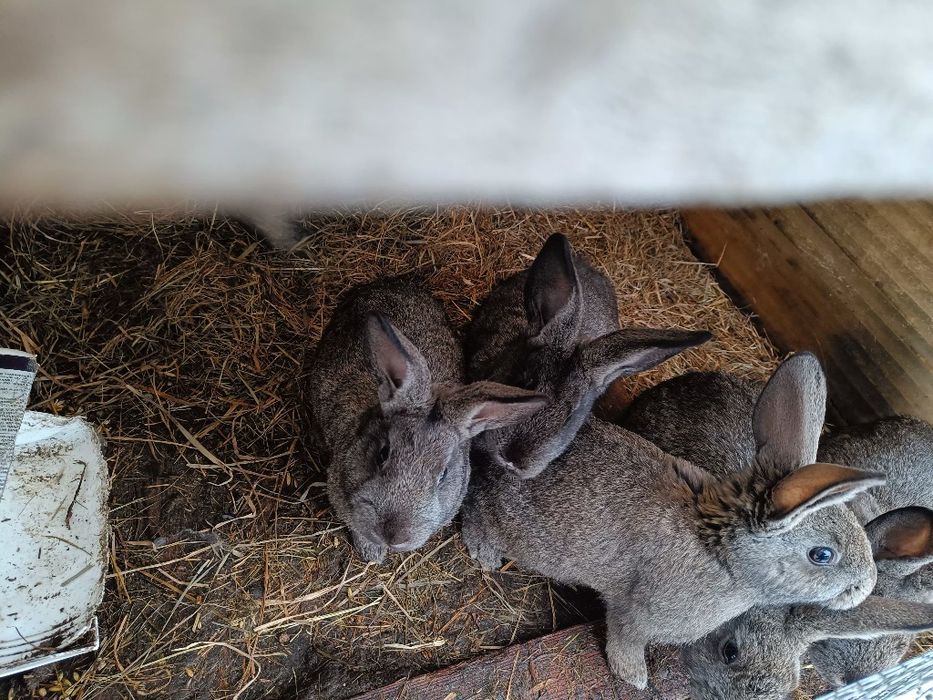 Króliki młode odsadki po dużych rodzicach