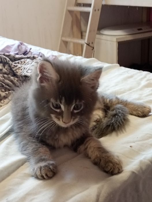 Lindo gatinho  Maine coon