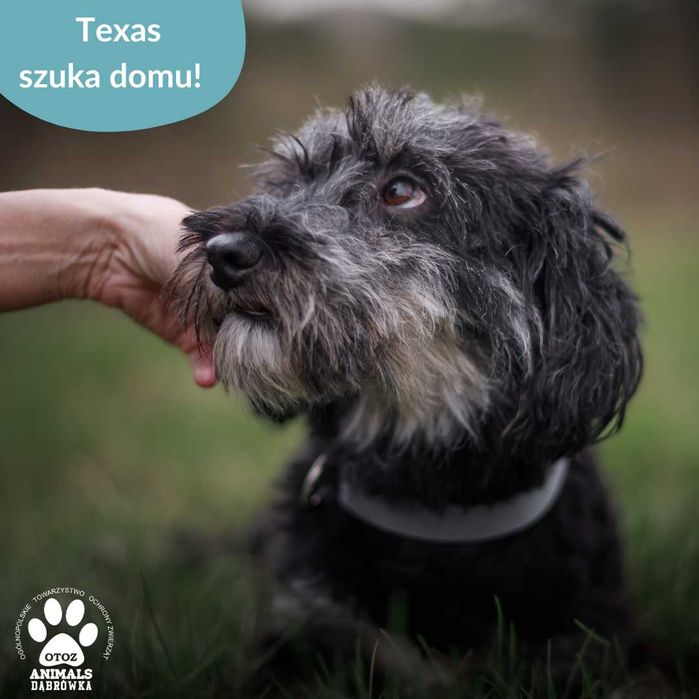 Texas szuka kochająccego domu!