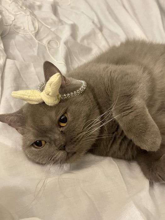 Віддамо ніжну домашню кішечку шотладської породи в добрі руки