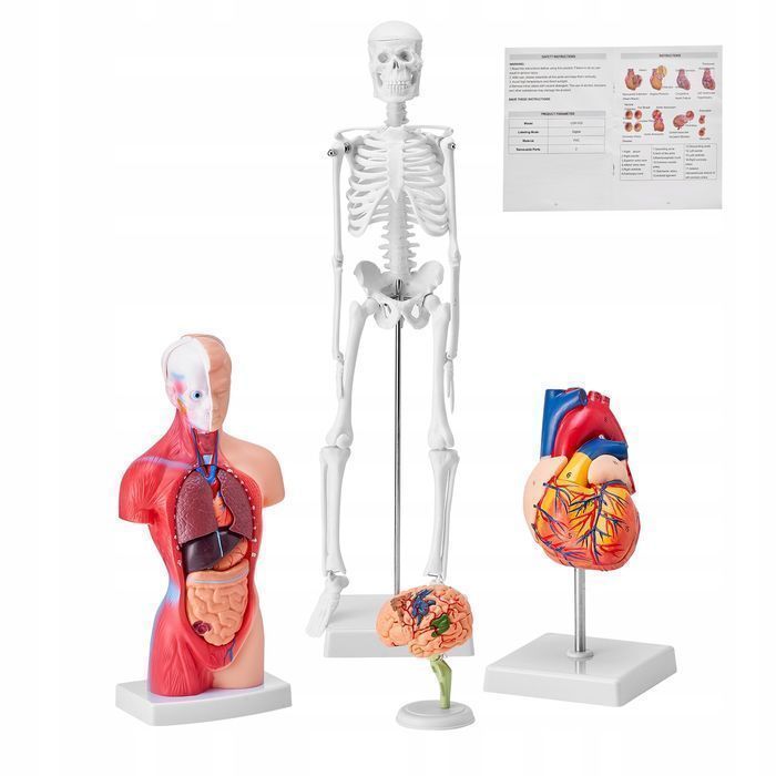Vevor 4-częściowy model anatomii człowieka kompletny zestaw