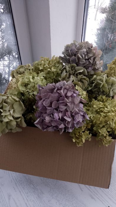 Сухоцвіти  гортензії