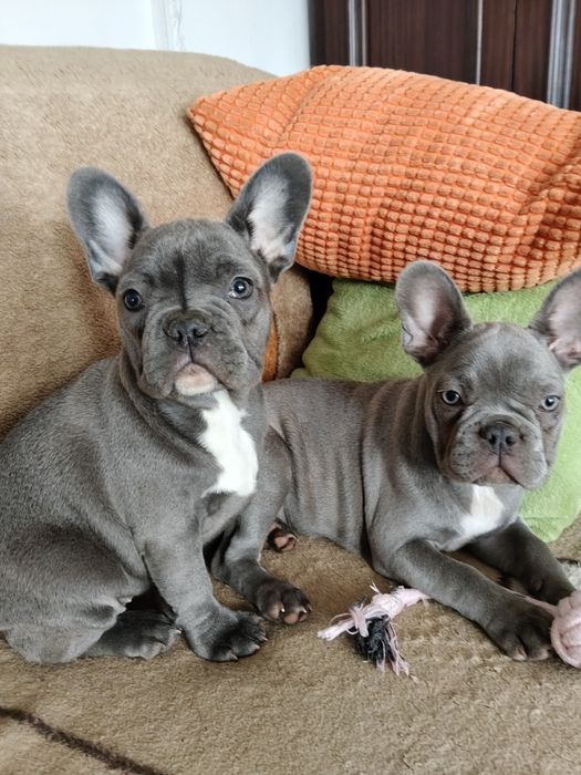 Buldog francuski sunia niebieska by