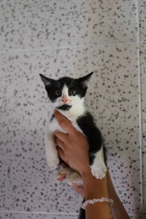 Kociaki do adopcji dom niewychodzący