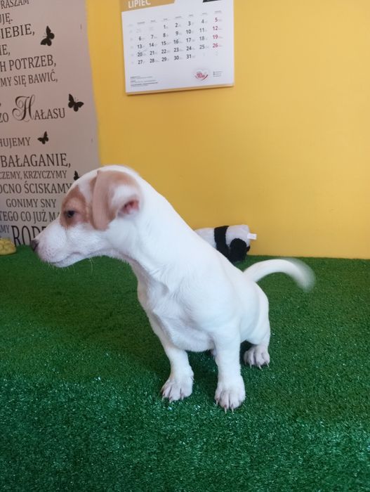 Ostatni Piesek Jack Russell terrier