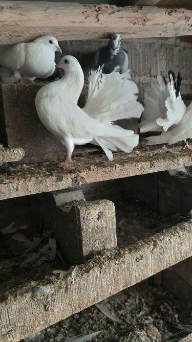 Młode Pawik samiczki