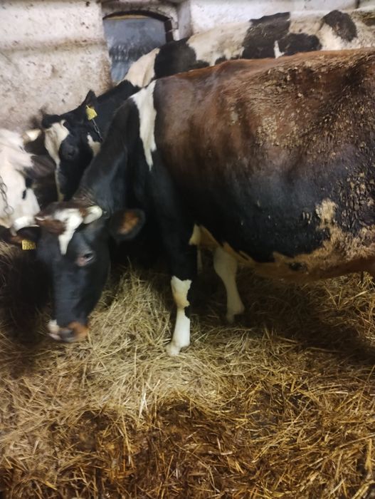 Krowa mleczna na sprzedaż