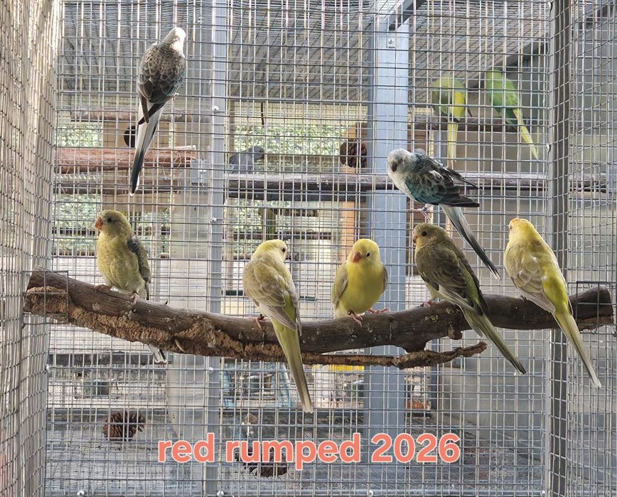 Varios Red Rumped 2026