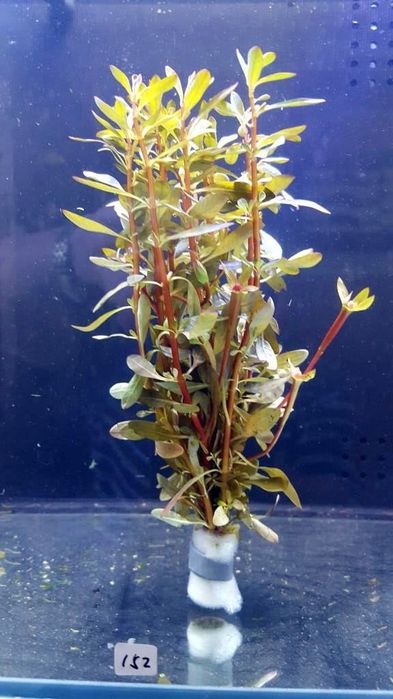 Planta Aquario Ludwigia
 
inclinata