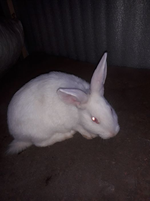 Продам кроликів породи панон