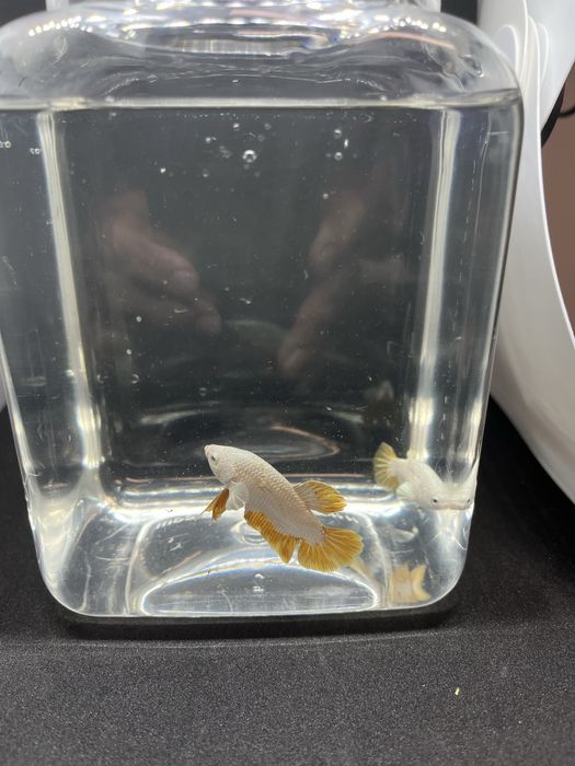 Macho betta splendens