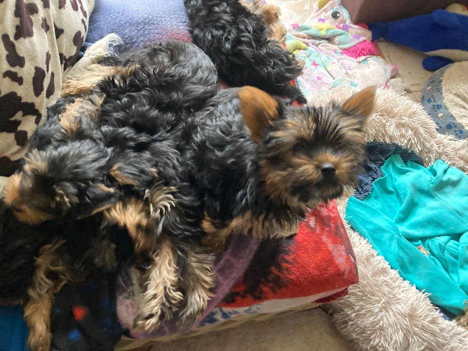 Смешные и озорные хулиганы