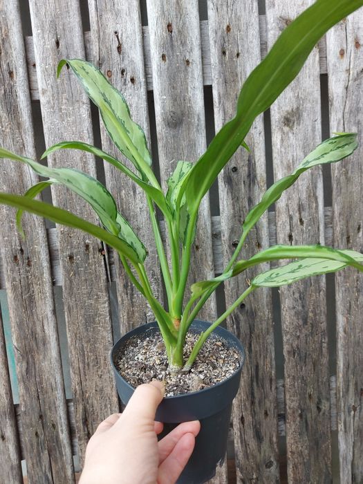 Aglaonema cutlass piękna duża sadzonka