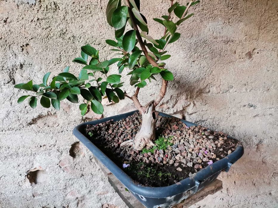 Pré-Bonsai de "Lagerstroemia Indica" *2  - *VENDA URGENTE (DESOCUPAR)*