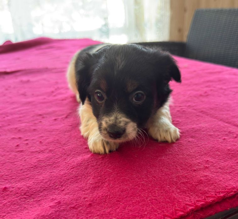 Jack Russell Terrier - suczka