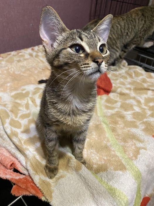 Дівчинка стерилізована в надійну родину