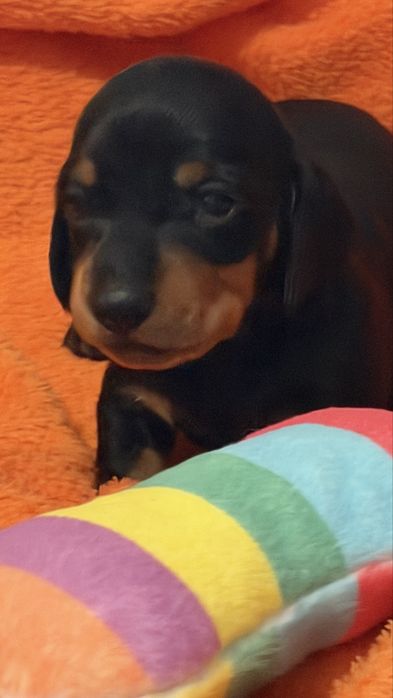 Lindo e excelente menino teckel