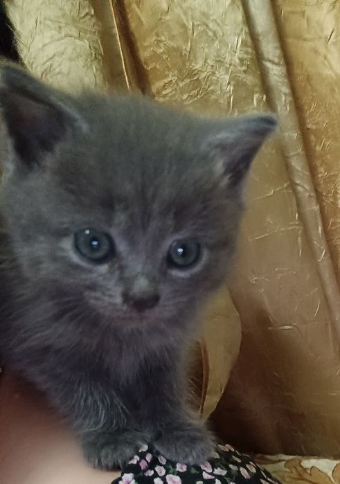 БЕЗКОШТОВНО! Котики в люблячу  родину !!!