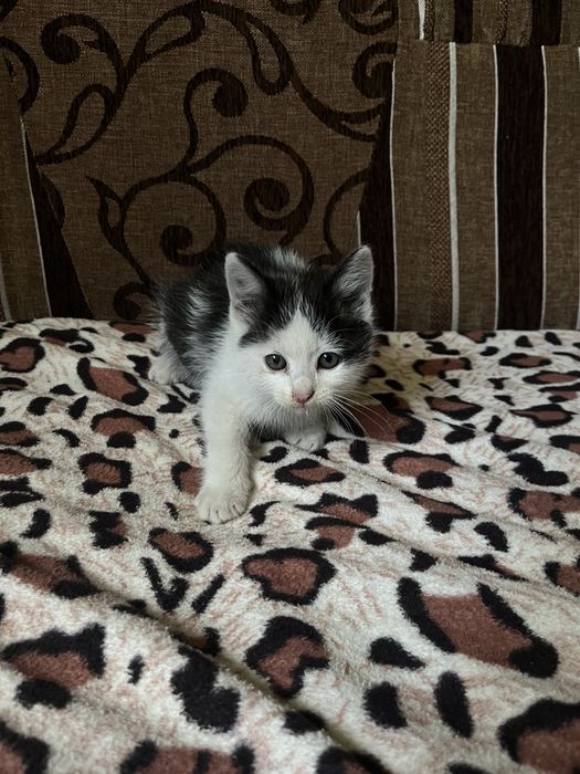 кошенята хлопчики