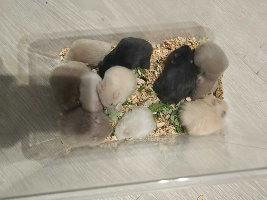 Хомяки  : пепельные, кремовые, черные . джунгарские