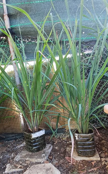 Planta Chá Erva Príncipe / Capim Limão em Vaso