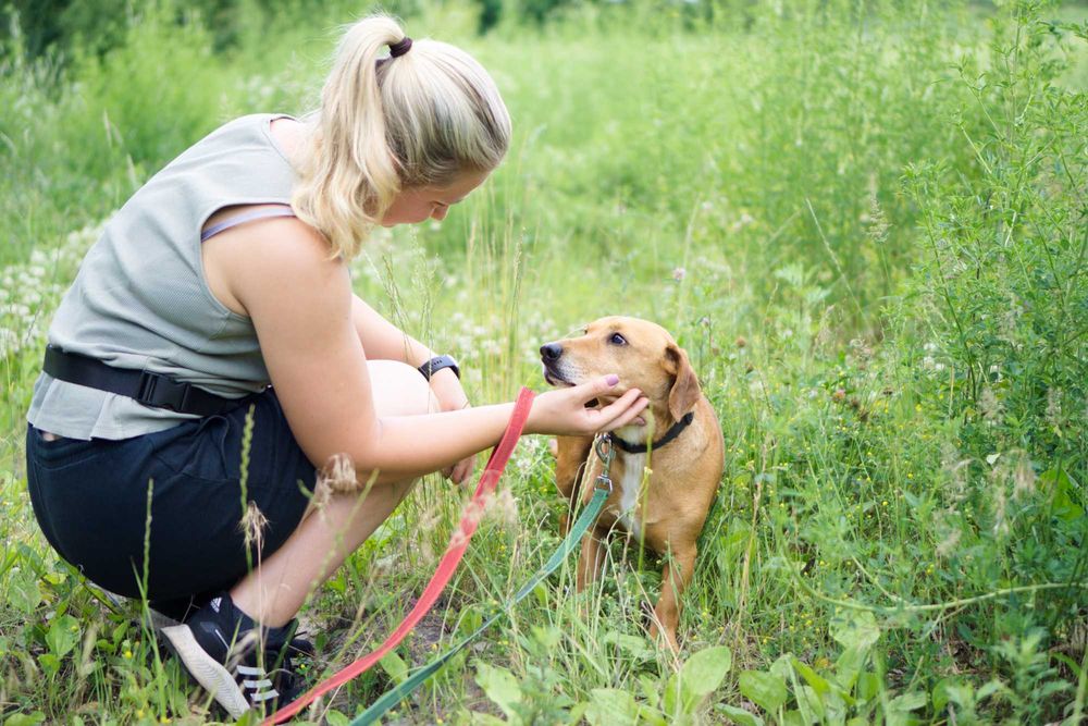 6 letni Frobi szuka domu!
