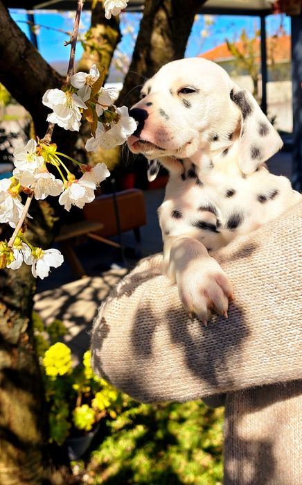 Dálmata fêmea  bebé