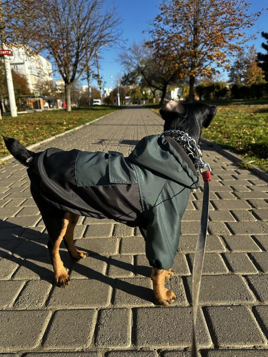 Ветровка куртка на собаку