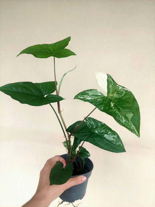 Planta Syngonium albo variegatum